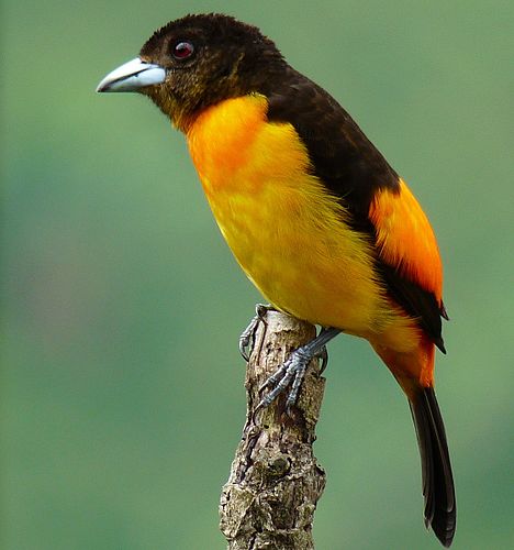 Flame-rumped tanager